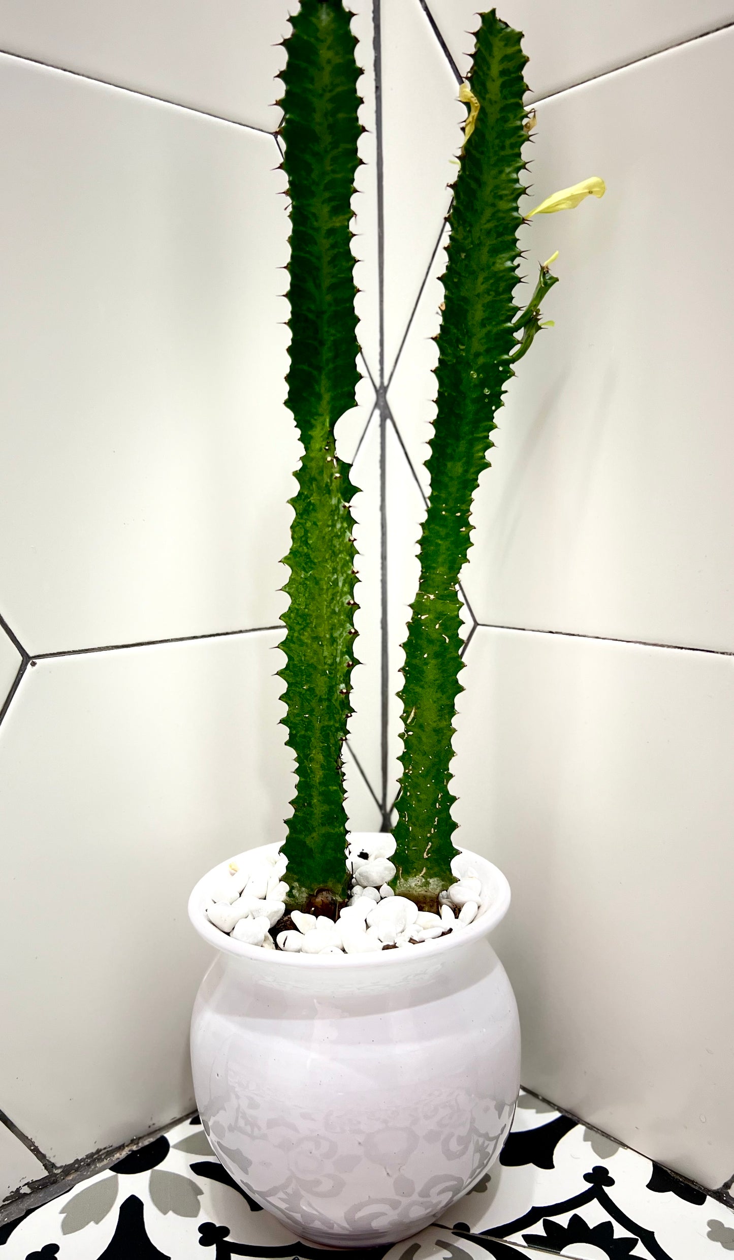 Euphorbe trigona vert "Cactus" avec un pot en résine