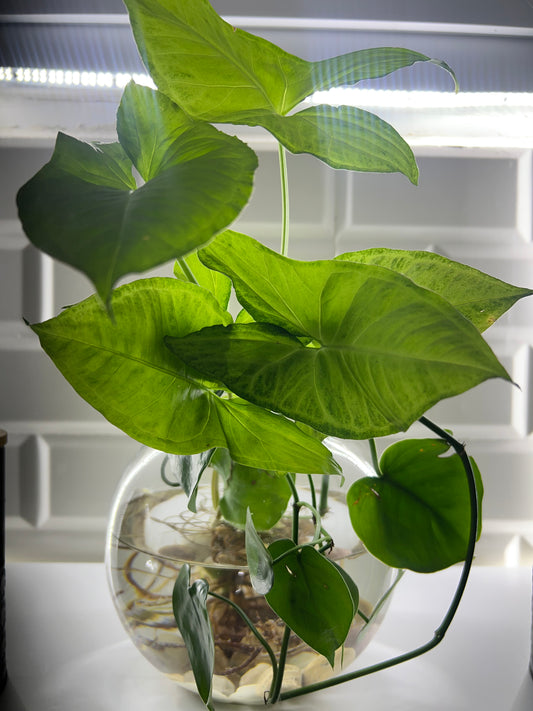 Syngonium podophyllum "Pied d'oie" avec un pot en verre et une pierre décorative