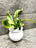 Langue de belle-mère Sansevieria avec un pot en résine