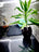 Dracaena avec pot en résine