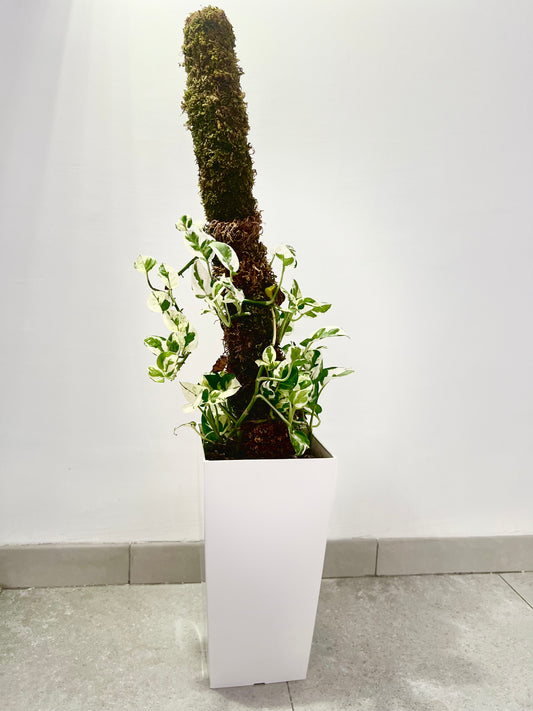 Plante d'interieur